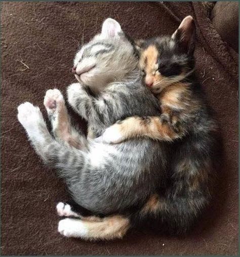 Wholesome Cats Cuddling And Loving Each Other - I Can Has Cheezburger? Kitten Cuddle, Slaap Lekker, Cat Cuddle, Fluffy Kittens, Söt Katt, Kittens Funny, Cute Cats And Kittens, Cute Kittens, Zulu