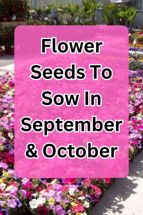 Fall Gardening, Autumn blooms, flower seeds, gardening tips Cypress Vine, Fall Gardening, September Flowers, Ornamental Kale, Growing Vines, Ice Plant, Flower Spike, Winter Flowers, Moon Flower