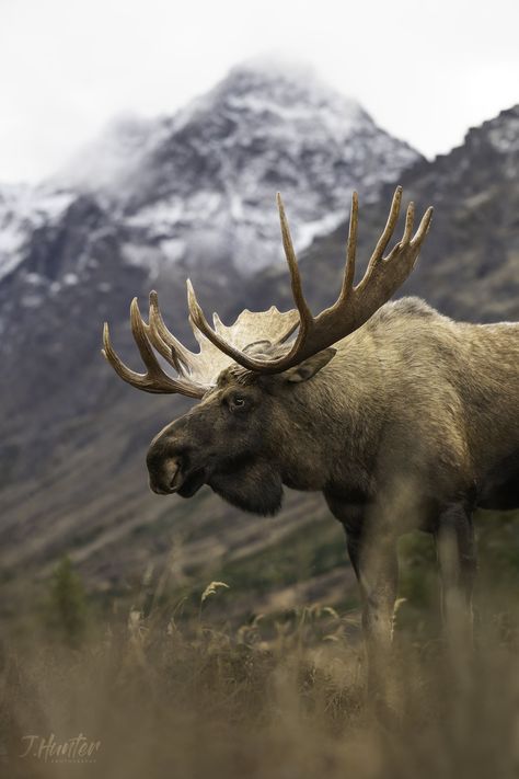 Moose Aesthetic, Deer Shed Ideas, Moose Drawing, Moose Pics, Wilderness Animals, Moose Photography, Moose Illustration, Moose Cake, Moose Skull