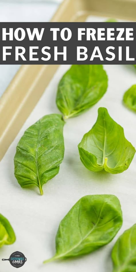 Best Way To Preserve Basil, Can You Freeze Basil Leaves, Preserving Fresh Basil Leaves, How To Freeze Basil Fresh Herbs, Freezing Basil In Olive Oil, How To Store Fresh Basil Leaves, How To Keep Basil Fresh How To Store, Can You Freeze Fresh Basil, How To Freeze Fresh Basil