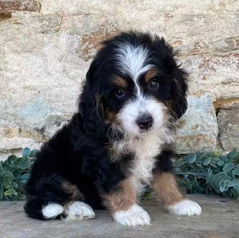 Bernedoodle & Mini Bernedoodle Puppies for Sale | Crockett Doodles Mini Bernedoodle Full Grown, Bernedoodle Mini, St Berdoodle, Crockett Doodles, Bernedoodle Puppies, Mini Bernedoodle, Big Dog Breeds, Bernedoodle Puppy, Really Cute Puppies