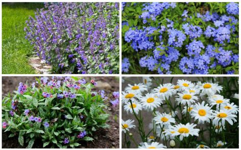 border perennials Border Flowers Perennials, Border Perennials, Grey Haircuts, Border Flowers, Yard Flowers, August Garden, Garden Perennials, Planters Diy, Front Flower Beds