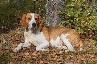 Foxhound Puppy, Foxhound Dog, English Foxhound, Hunting Dogs Breeds, Allergic To Dogs, American Foxhound, Expensive Dogs, Every Dog Breed, Disabled Dog