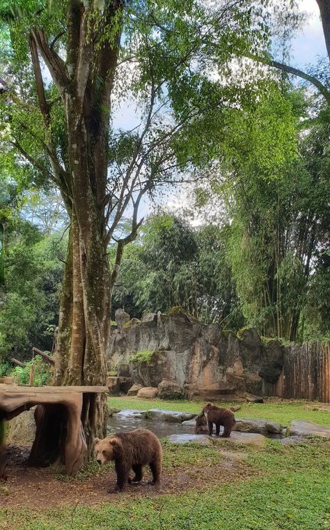 Taman Safari Indonesia, Bogor Single Inferno, Taman Safari, Zoo Boo, Zoo Inspiration, Zoo Design, Safari Photography, Forest And Wildlife, Au Ideas, Animal Sanctuary