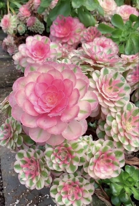 Flower Succulents, Suculent Plants, Types Of Succulents Plants, Flowering Succulents, Succulent Garden Indoor, Succulent Garden Design, Succulent Garden Diy, Colorful Succulents, Pink Plant