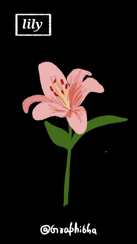 Pink Lilly flowers illustration Painted Lily Flowers, Lily Illustration Simple, Lilly Illustration Flowers, Lily Vector Flower, Lily Illustration Flower, Lillies Illustration, Lily Drawing Simple, Lilly Illustration, Lilly Flower Drawing