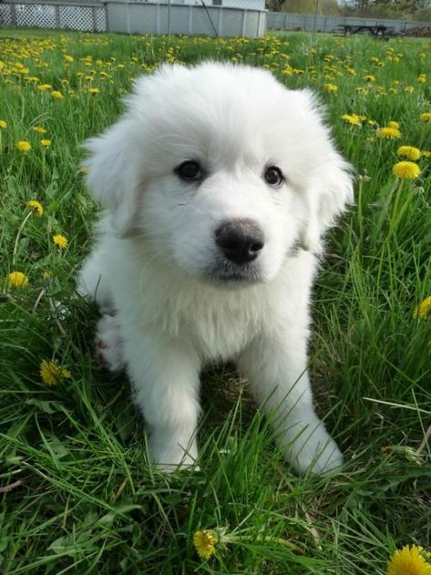 if Susie was a puppy Great Pryness Dog, Great Pryness, Golden Pyrenees, Great Pyrenees Puppies, Maremma Dog, Saint Pyrenees Dog, Great Pyrenees Puppy Aesthetic, Great Pyrenees Lab Mix Puppy, Great Pyrenees Puppy