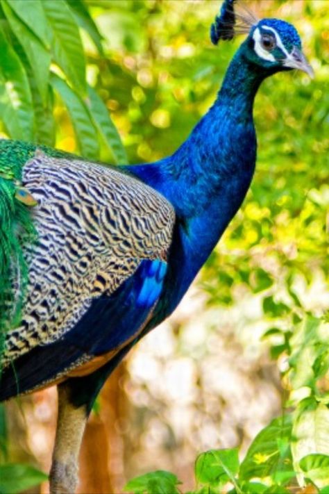 Difference Between Male and Female Peacocks Peacock Cat Hybrid, Female Peacock, Peacock Front View, Male Peacock, Real Peacock Images, Peacock Spreading Feathers, Animals Love, Male And Female, Peacocks