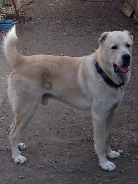 Georgian Shepherd, Georgian Mountain Dog, Qartuli Nagazi, Nagazi Georgian Shepherd, Mountain Dog, Mountain Dogs, Puppy Love, Cats And Kittens, Dog Breeds, Dogs And Puppies, Labrador Retriever, Kittens