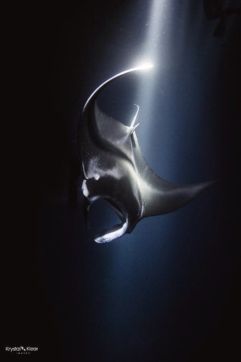 Mantaray Wallpaper, Manta Ray Photography, Sting Ray Wallpaper, Manta Ray Aesthetic, Manta Ray Wallpaper, Medusa Animal, Ocean Life Photography, Evil Mermaids, Stunning Tattoos