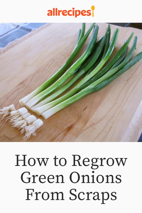 Regrowing Green Onions Water, How To Regrow Onions, Regrow Green Onions In Water, How To Grow Spring Onions From Scraps, Regrow Spring Onions, Grow Onions From Scraps, How To Save Green Onions, How To Plant Spring Onions, How To Plant Green Onions