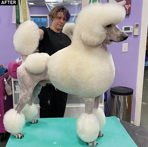 Poodle Modified Continental Clip, Standard Poodle Continental Clip, Modified Continental Clip Poodle, Poodle Continental Clip, Standard Poodle Haircut Styles, Poodle Styles, Standard Poodle Cuts, Standard Poodle Grooming, White Standard Poodle