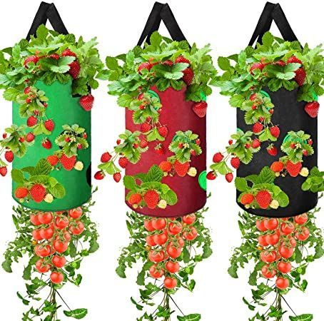 Upside Down Tomato Planter, Tomato Planter, Strawberry Plant, Plant Bags, Strawberry Planters, Planter Bags, Growing Strawberries, Strawberry Plants, Grow Bags