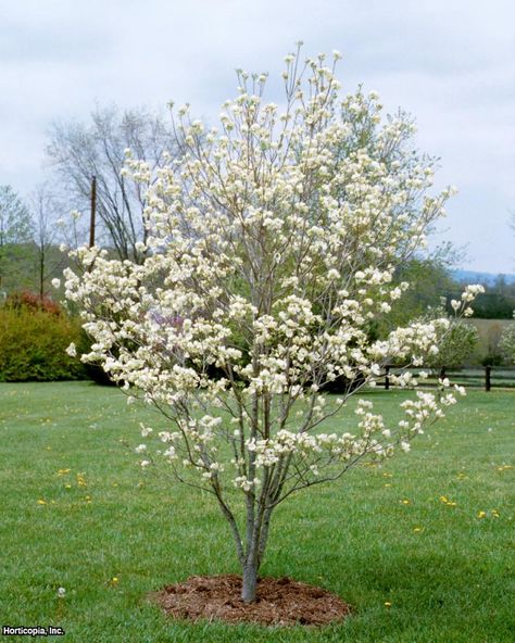 Dogwood Tree Landscaping, Cold Hardy Palm Trees, Cornus Florida, White Flowering Trees, Short Trees, Flowering Dogwood, Dogwood Tree, Hgtv Garden, Dogwood Trees