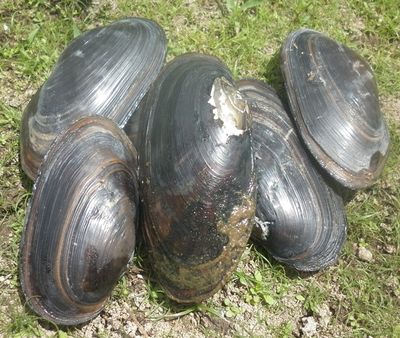 Freshwater Clams, River Animals, Freshwater Mussels, Mussels Recipe, Murray River, Eco Life, Abandoned Mansion, Clam Recipes, Domestic Animals