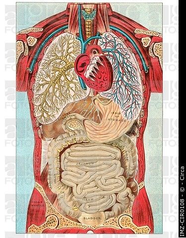 Stock Photo: A vintage diagram of the different internal organ systems in the human body. Vintage Diagram, Anatomy Organs, Organ System, Human Anatomy And Physiology, Medical Coding, Medical Art, Body Organs, Body Anatomy, Binder Covers