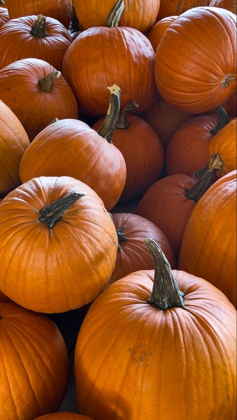 Punpkins, pumpkin patch, pumpkin aesthetic, fall, fall photos, fall photo ideas, fall aesthetic Pumpkins Aesthetic, Fall Photo Ideas, Pumpkin Aesthetic, Fall Photo, Autumn Halloween, Christmas Feeling, Orange Aesthetic, Orange Pumpkin, Aesthetic Fall