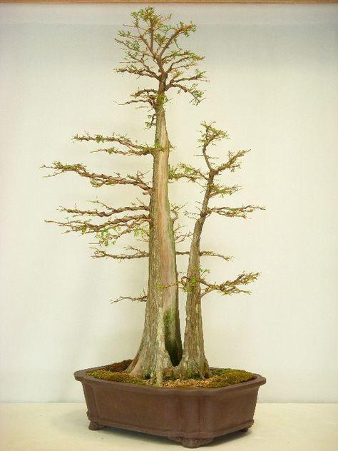 Twin Trunk Bald Cypress - Page 3 Bald Cypress Bonsai, Cypress Bonsai, Tree In A Pot, Bougainvillea Bonsai, Bald Cypress Tree, Bonsai Forest, Bonsai Techniques, Indoor Bonsai Tree, Bonsai Soil