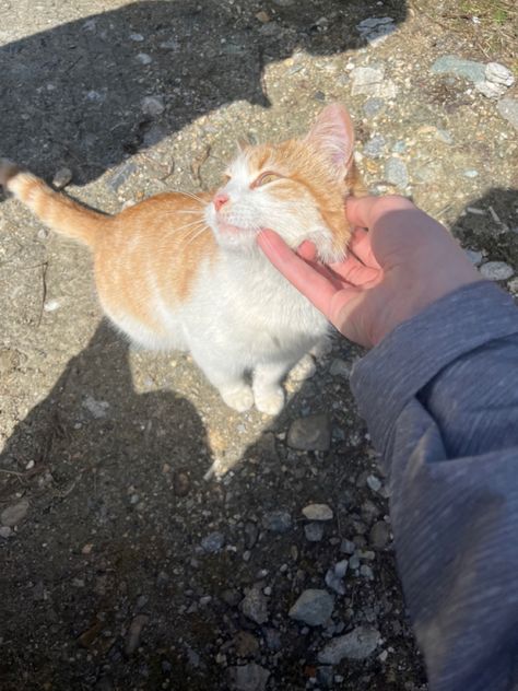 Feeding Stray Cats, Stray Cats, Cats Aesthetic, Stray Cat, Cat Aesthetic, Orange Cat, Vision Board, Hobbies, Orange