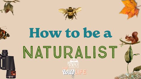 What exactly is a naturalist? Who is a naturalist? What do they look like? You might have a certain type of person in mind. Maybe an old British guy in a stuffy room full of bugs in glass cases and preserved birds in drawers.... The post How to be a Naturalist appeared first on . Natural History Decor, Naturalist Aesthetic, Natural History Illustration, Vintage Natural History Posters, Museum Of Natural History, Crocodile Hunter, Bug Encyclopedia, Leather Bound Journal, Charles Darwin