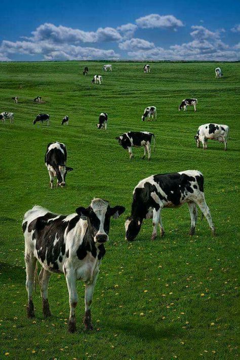 Dairy Cows Holstein, Field Of Cows, Cows In A Field, Cow Field, Black And White Cows, White Cows, Cows Grazing, Farm Pictures, Holstein Cows