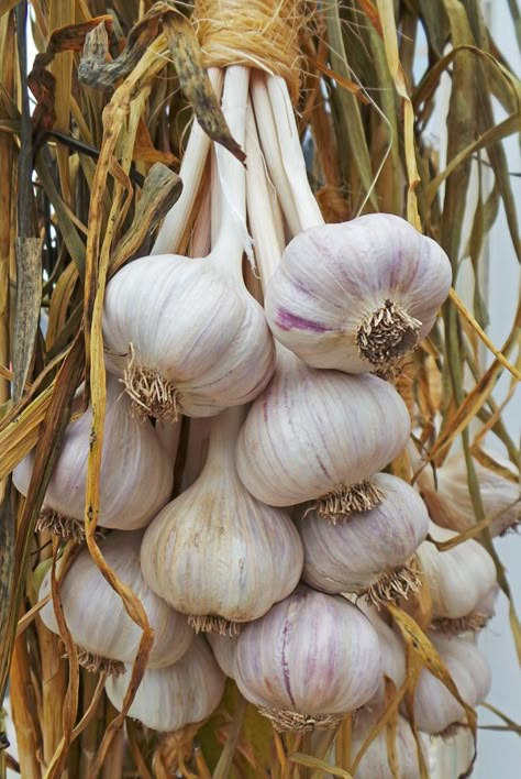 Garlic, Allium sativum – Wisconsin Horticulture Vegetable Garden Aesthetic, Garlic Aesthetic, Garlic Farming, Garlic Images, Garlic Photography, Types Of Garlic, Garlic Photo, Seed Planting Guide, Garlic Plant