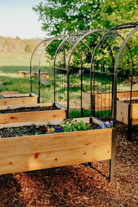 Why You Need Gardener's Supply Co.'s Raised Beds for Your Garden [Review] Cattle Panel Trellis, Panel Trellis, Metal Garden Arch, Elevated Garden, Garden Arch Trellis, Elevated Planter Box, Elevated Gardening, Arch Trellis, Metal Raised Garden Beds