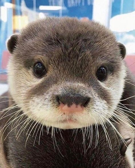 why you should have an animal on X Otters Cute, Cute Ferrets, Baby Otters, Cute Animals Puppies, Cute Animals Images, Pretty Animals, Silly Animals, Fluffy Animals, Cute Wild Animals