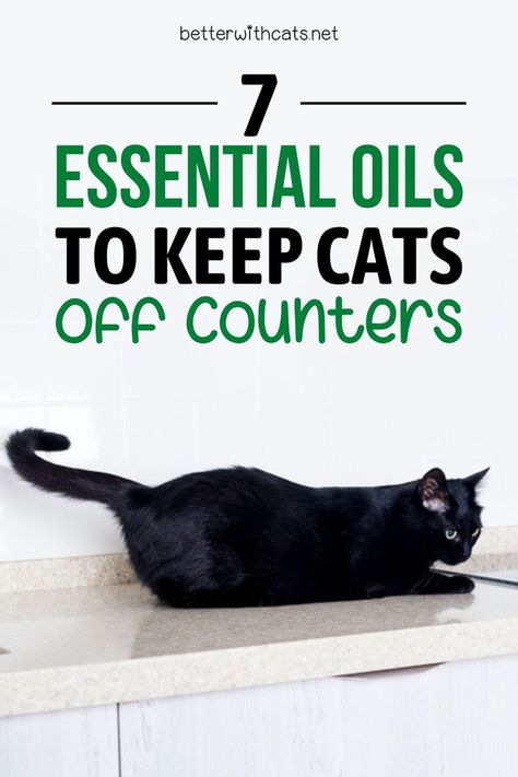 Wondering if you can use essential oils to keep your cat off the counter? You can! We've got 7 options and how to stay safe. Keeping Cats Off Counters, Friend Projects, Cat Deterrent, Cat Tips, Got 7, Cat Repellant, Animal Ideas, Persian Cats, Cat Pee