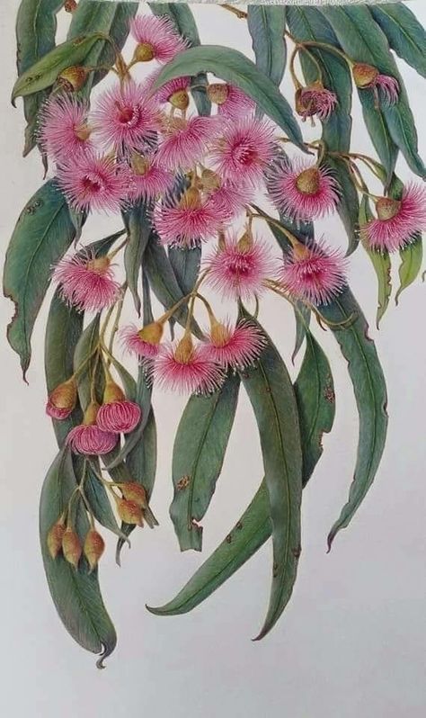 Orchid Print, Australian Native Garden, Australian Wildflowers, Art Cottage, Australian Flowers, Australian Native Flowers, Cottage Vintage, Australian Plants, Australian Native Plants