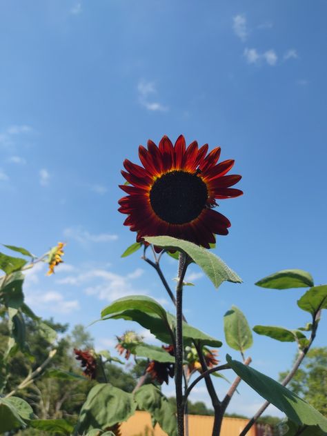 Chocolate Cherry Sunflower, Chocolate Sunflower, Chocolate Cherry, Autumn Garden, Sunflower, Cherry