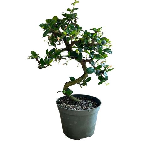 Osmanthus Fragrans, Tea Live, Plant Indoor, Small Leaves, Outdoor Plant, Small White Flowers, Bonsai Plants, Bonsai Garden, Top Soil