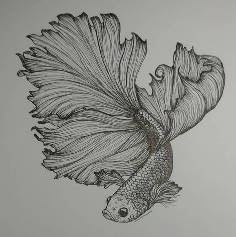 Black And White Betta Fish Tattoo, Beta Fish Line Art, Betta Fish Drawing Easy, Beta Fish Sketch, Betta Fish Sketch, Betta Fish Drawing, Beta Fish Drawing, Beta Fish Tattoo, Fish Line Art