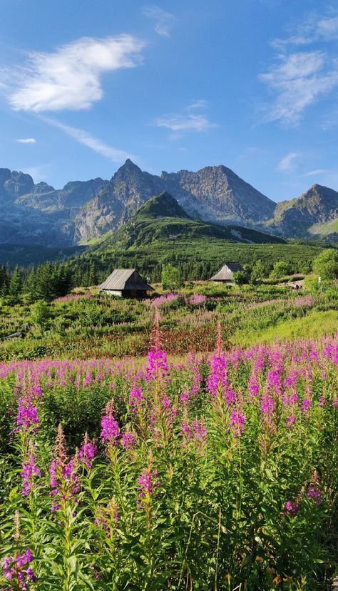 Tatra national park Poland zakopane town square tatra mountains Poland tourism travel industry Tatra National Park Poland, Tatra Mountains Poland, Zakopane Poland Summer, Poland Scenery, Poland Countryside, Poland Aesthetics, Poland Zakopane, Poland Aesthetic, Poland Trip