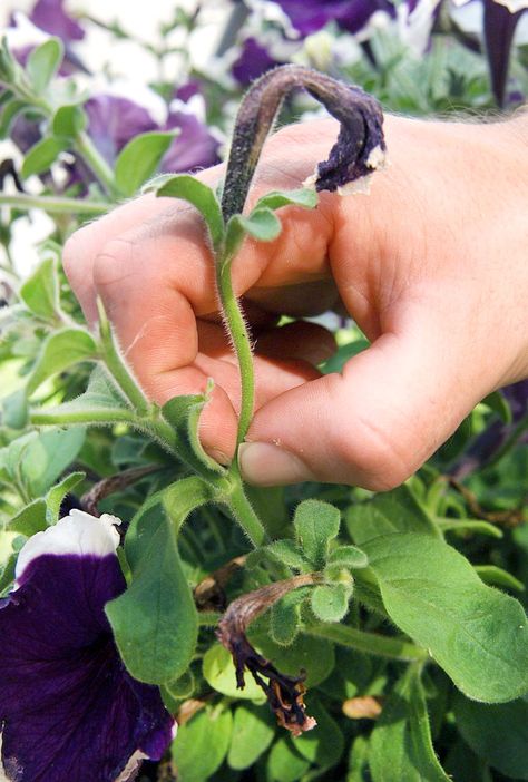 How to Deadhead Petunias to Boost Their Flower Power How To Deadhead Petunias, Deadheading Petunias, Deadheading Flowers, Black Fingers, Petunia Plant, Deadheading, Vegetable Bed, Flower Baskets, Gardening Trends