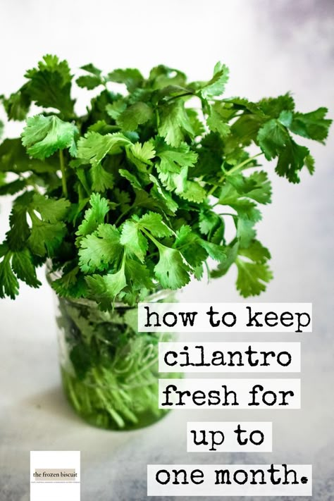 That's right, a month. There are a few often overlooked details to the popular method of preserving cilantro that will make your cilantro last even longer! Keeping Cilantro Fresh, Store Cilantro, How To Harvest Cilantro, Housekeeping Hacks, Preserve Fresh Herbs, Store Fresh Herbs, Growing Cilantro, Cilantro Recipes, Preserving Herbs