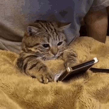 Meme Chat, Cat Watch, Drawing Faces, Tabby Cat, Cute Kittens, Drawing Tutorials, Cat Gif, Beautiful Cats, Kitty Cats