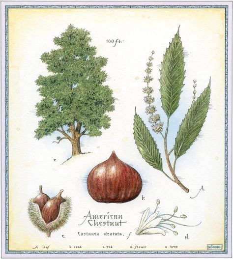 Chesnut Tree, Michigan Trees, Chestnut Tree, American Chestnut, Chestnut Trees, Botanical Illustration Vintage, Plant Identification, Illustration Food, Tree Illustration