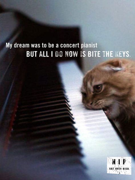 Gatos Cool, Piano Keyboard, The Keys, Siberian Husky, Crazy Cat Lady, Cat Photo, Crazy Cats, Cat Lady, Cat Pics