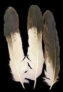 Eagle Feathers only more black to the tips Bald Eagle Feather, Eagle Feather Tattoos, Feather Identification, Art Feathers, Feather Meaning, Painted Feathers, Eagle Feather, Feather Drawing, Native American Images