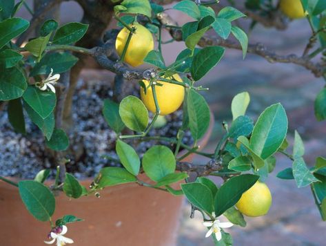 How to Grow a Lemon Tree in a Pot: 12 Expert Tips for Success Growing A Lemon Tree, Lemon Tree In A Pot, Container Gardening Fruit, How To Store Carrots, Grow Lemon, Tree In A Pot, How To Grow Lemon, Grow Avocado, Citrus Plant