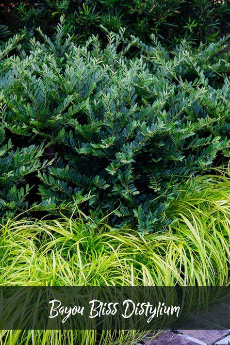 Attractive, soft, blue-green fine textured foliage with a compact, rounded habit makes Bayou Bliss a great alternative to Boxwood or Holly. Use in mass plantings, borders or hedges. Southern Living Plant Collection, Southern Living Plants, Natural Fence, Garden Stand, Easy Care Plants, Ornamental Plants, Plant Collection, Trees And Shrubs, Tropical Garden