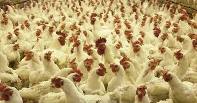 Massive amount of white feathered chickens in a small CAFO operation Animal Slaughter, Tyson Foods, Mercy For Animals, Rhode Island Red, Factory Farming, Poultry Farm, Eat Meat, Chicken Livers, Chicken Farm