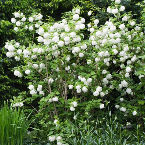 Viburnum Opulus Roseum, Snowball Tree, Guelder Rose, Viburnum Opulus, Hedging Plants, Garden Compost, Garden Shrubs, Flowering Shrubs, White Gardens