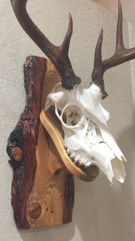 "Display your European Trophy mount in style. Each of our mounts are custom made from wood harvested and milled on our NW Montana ranch property. Shown is Western Larch with a natural finish. 16\" long and 6 1/2\" wide with a live organic edge. We also make mounts without the live edge if you prefer. We are selling the wooden mounts only. Shown is a white tail buck which is not included. Please keep in mind each mount is hand crafted from wood and no two items are the same. Each mount will have European Skull Mount Ideas Diy, European Mount Plaque Ideas, Euro Skull Mount Ideas, European Skull Mount Ideas, Antler Mount Ideas, Elk Mount, Skull Mount Ideas, European Mount Ideas, White Tail Buck