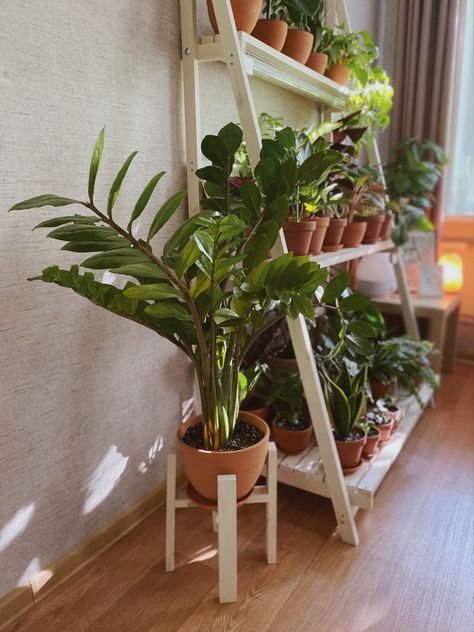 Zz Plant Aesthetic, Zz Plant Decor, Zamioculcas Plant, Zz Plant, Moss Terrarium, Plant Vase, Plant Aesthetic, Garden Stuff, Garden Room