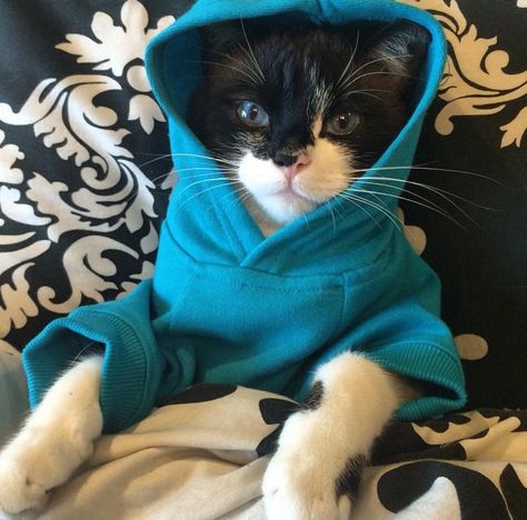 in da hoodie...... Cats In Hoodies, Cat Wearing Hoodie, Cat With Hoodie, Sarah Aesthetic, Cat In Hoodie, Cat Pfp, Animal Antics, Cat Icon, Sleepy Cat