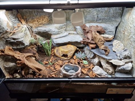 Gecko Setup Ideas, Leopard Gecko Bioactive, Gecko Setup, Bioactive Enclosure, Leopard Gecko Setup, Leopard Gecko Cage, Bearded Dragon Tank Setup, Gecko Cage, Leopard Gecko Habitat