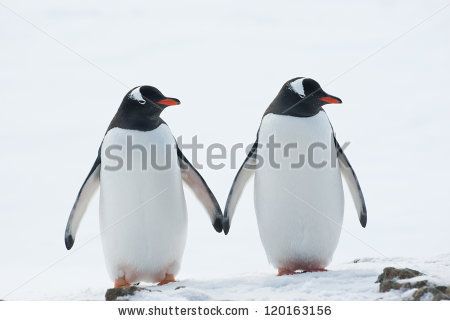 Two penguins Gentoo (Pygoscelis papua). - stock photo Antarctica Activities, January Holidays, Two Penguins, Penguin Awareness Day, Penguin Day, Penguin Images, Penguin Species, Bat Species, Adelie Penguin