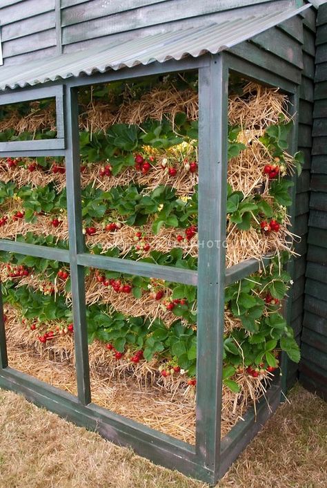 strawberry garden in vertical Growing Strawberries In Containers, Strawberries In Containers, Grow Strawberries, Straw Bale Gardening, نباتات منزلية, Straw Bales, Straw Bale, Strawberry Garden, Growing Strawberries